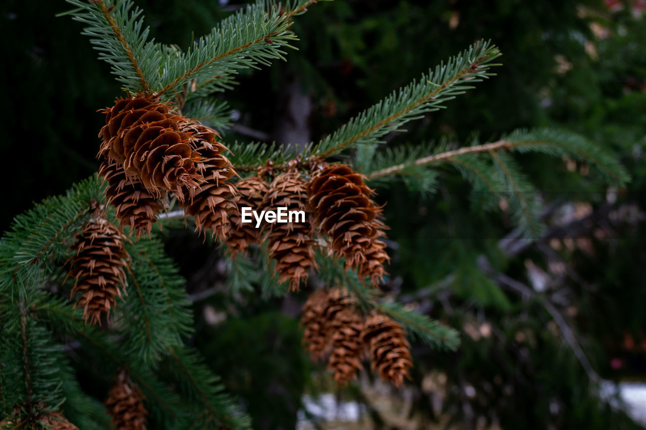 Close-up of pine cones on tree