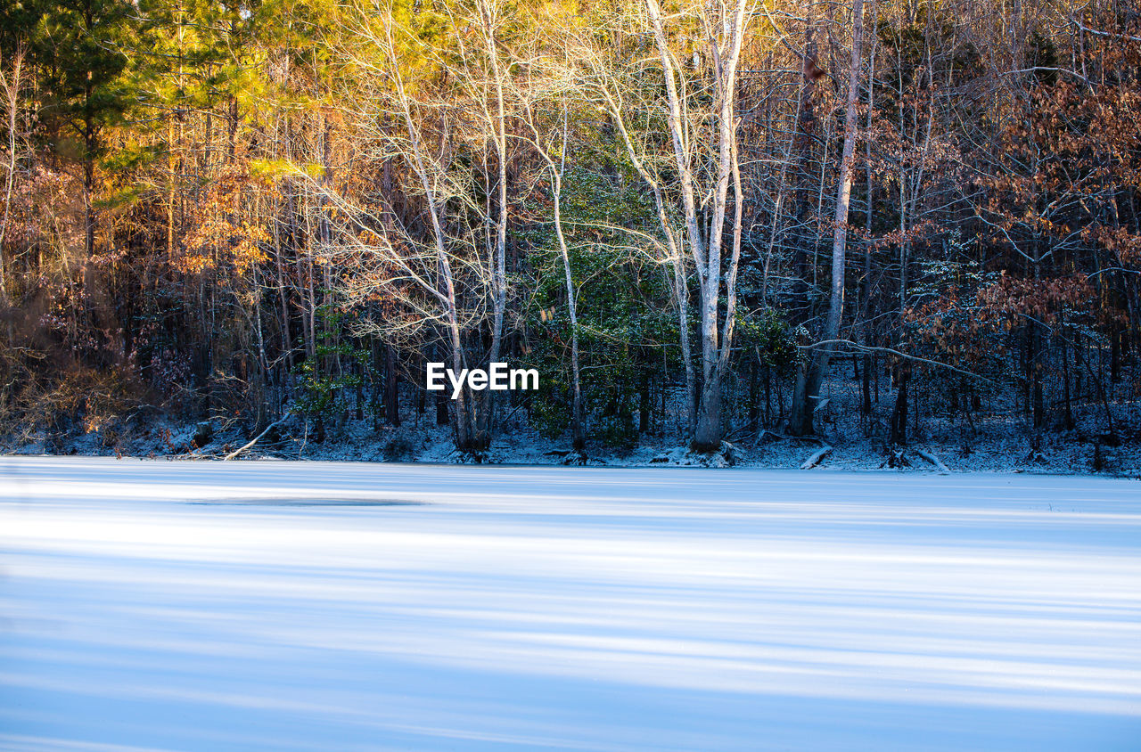 VIEW OF TREES IN WINTER