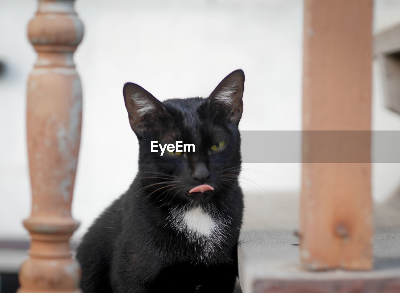 CLOSE-UP PORTRAIT OF A CAT SITTING