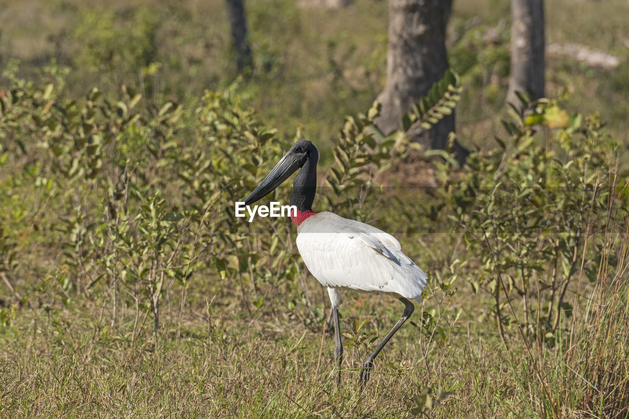 Jabiru stork walking in the pantanal in brazil