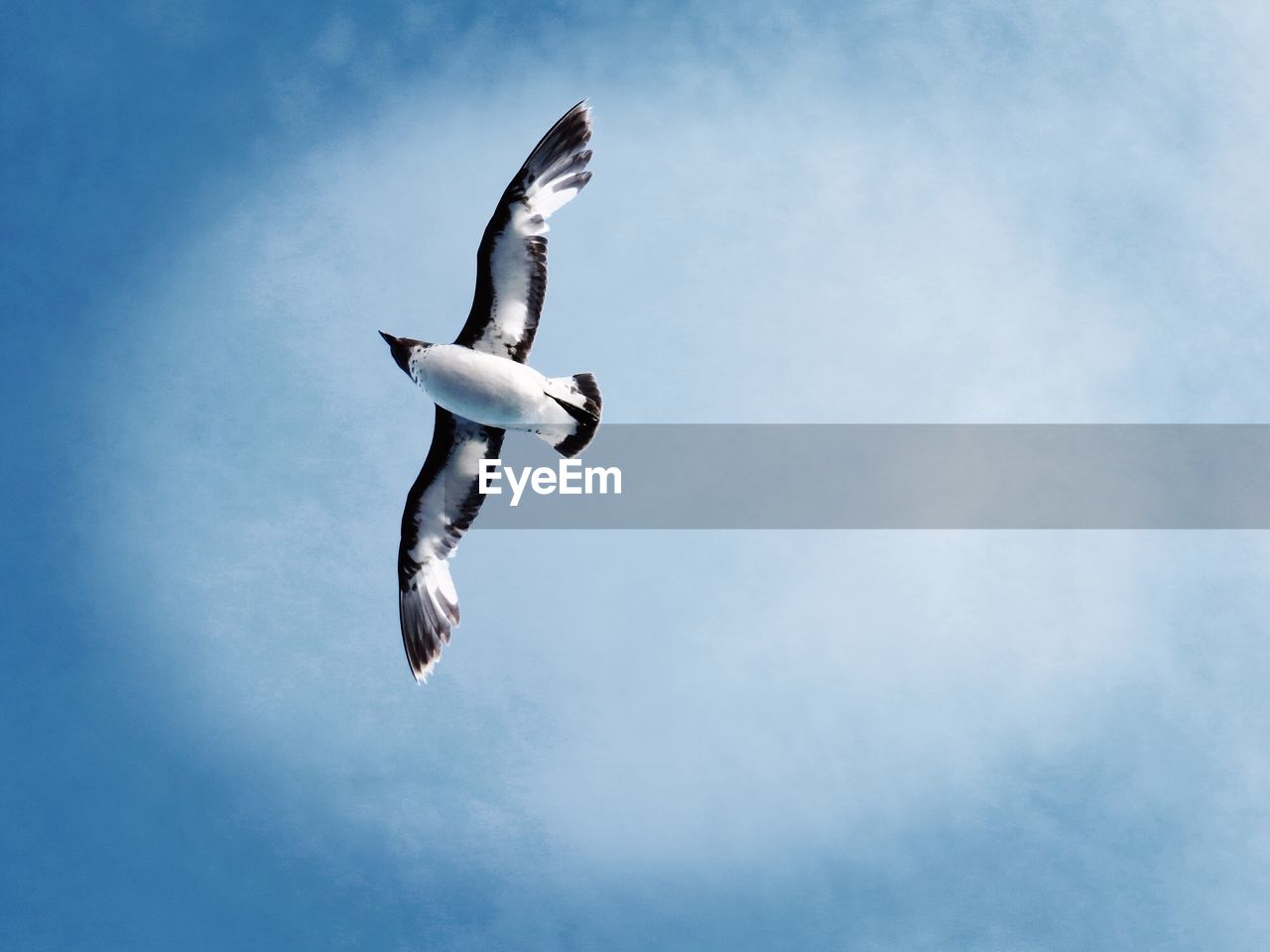 Low angle view of seagull flying against blue sky