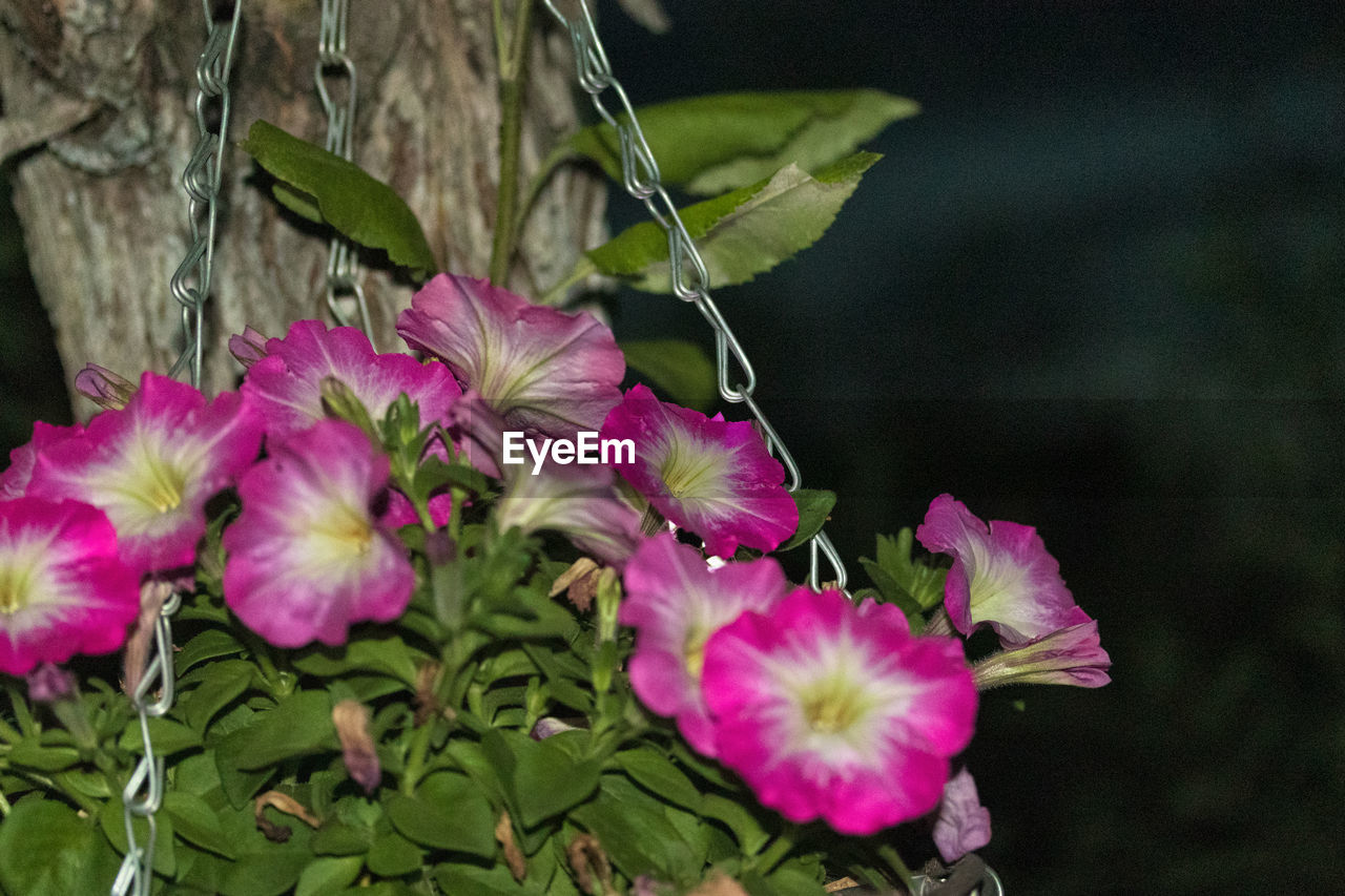 plant, flower, flowering plant, freshness, beauty in nature, petal, fragility, close-up, pink, growth, flower head, nature, inflorescence, no people, plant part, leaf, focus on foreground, purple, botany, outdoors, springtime, wildflower, blossom, day, pollen