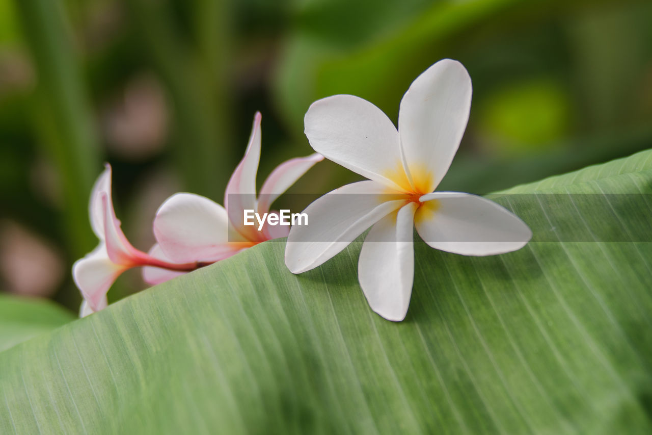 Close-up of white frangipani on plant