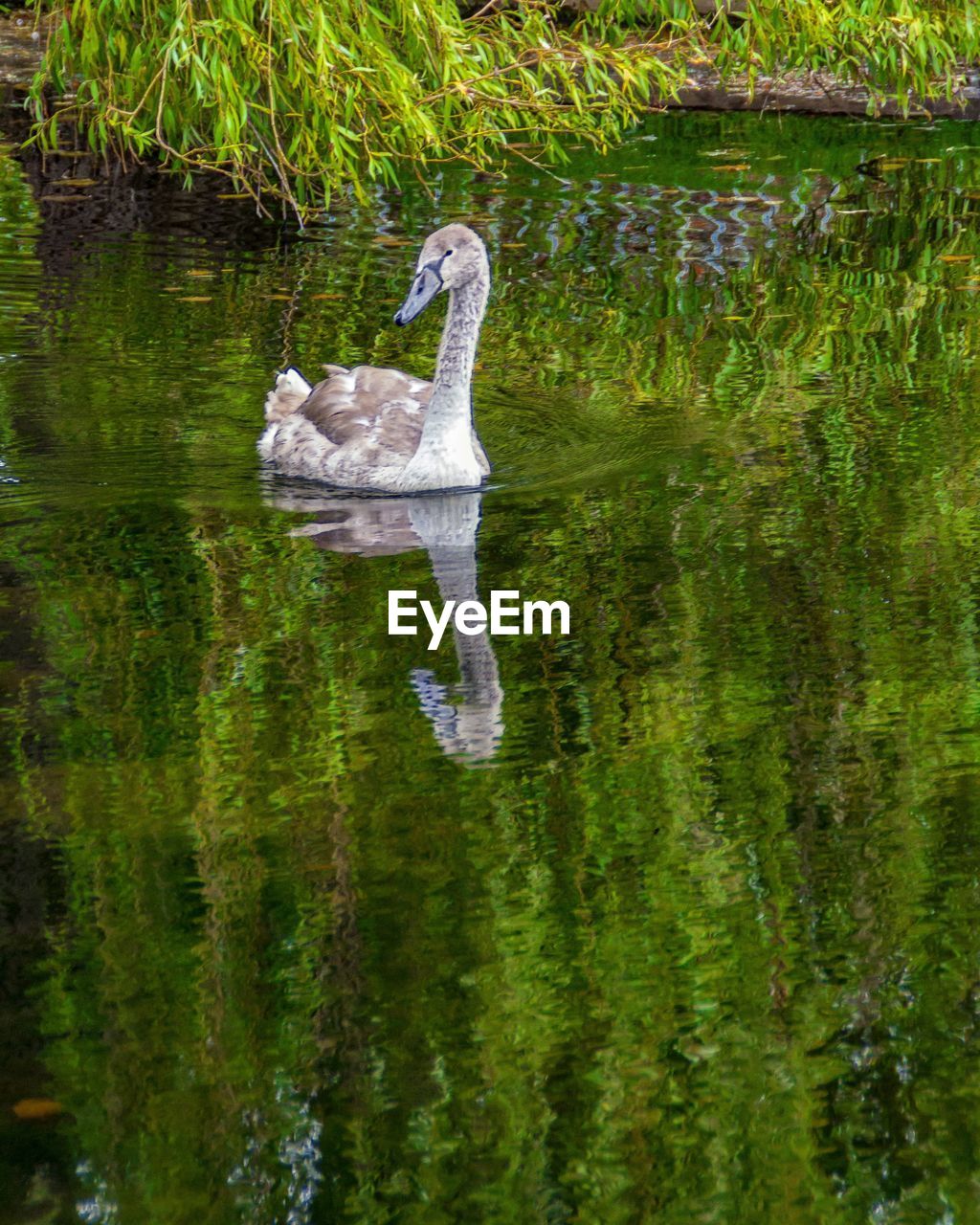 SWANS SWIMMING IN LAKE