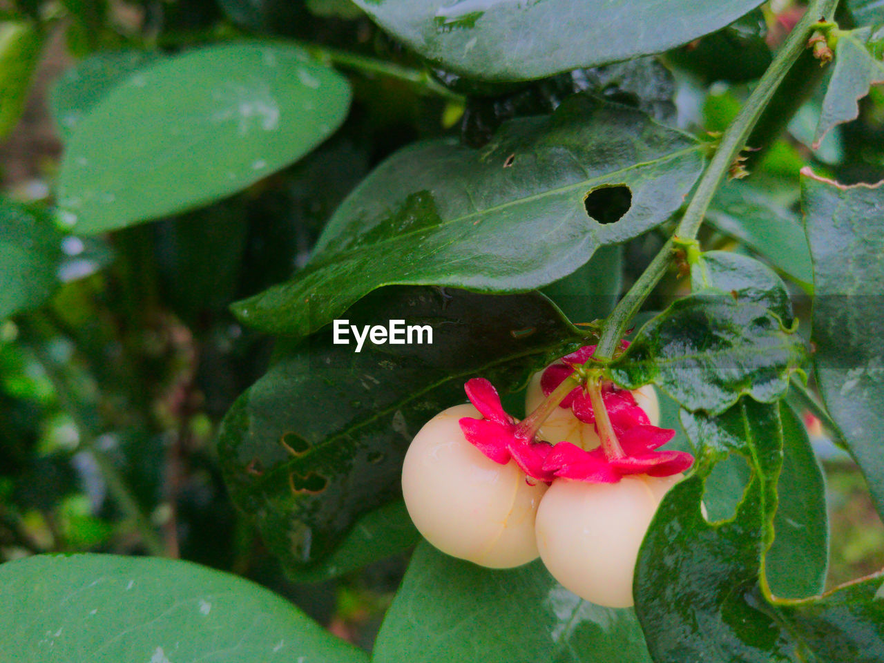 CLOSE-UP OF HAND FEEDING WITH GREEN LEAVES