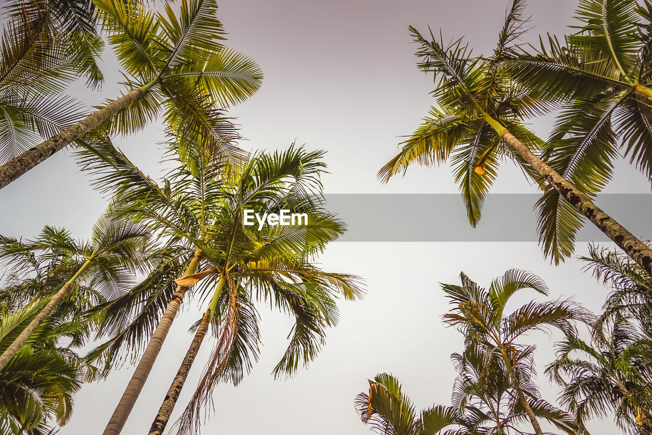 Low angle view of palm trees against clear sky