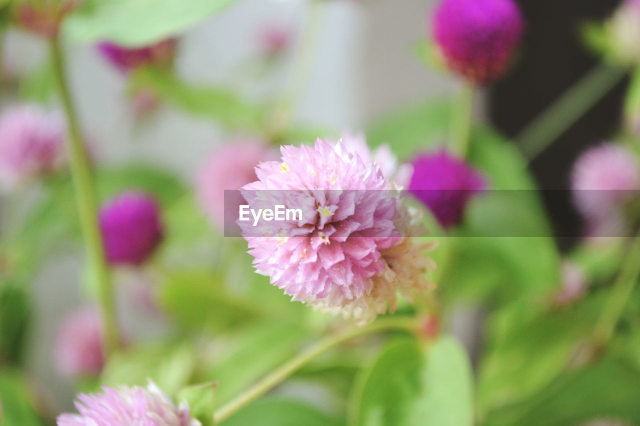 Close-up of pink flowers against blurred background