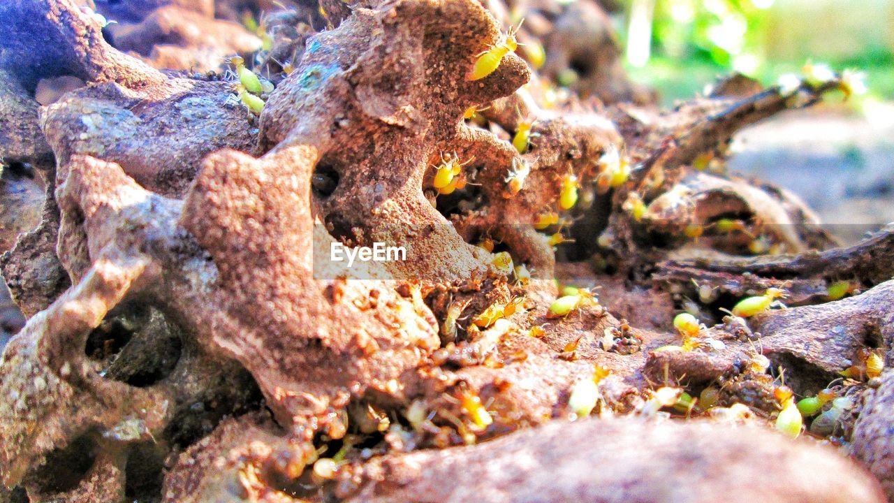 CLOSE-UP OF DEAD PLANT