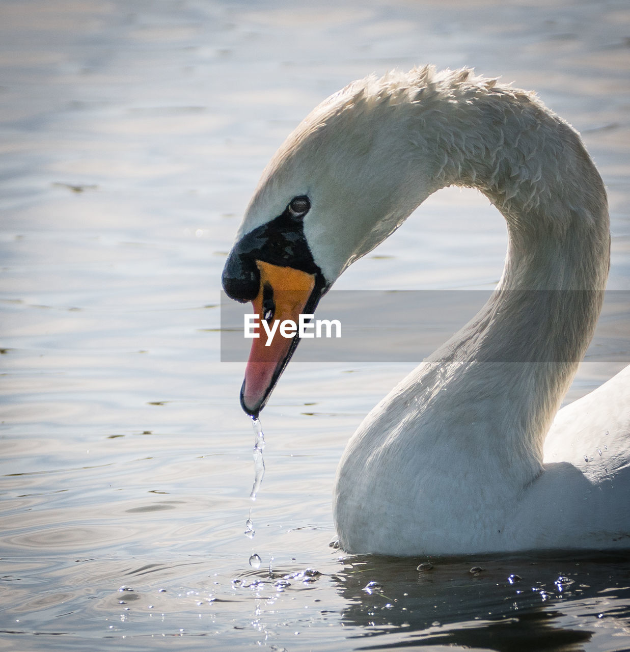 CLOSE-UP OF SWAN IN LAKE