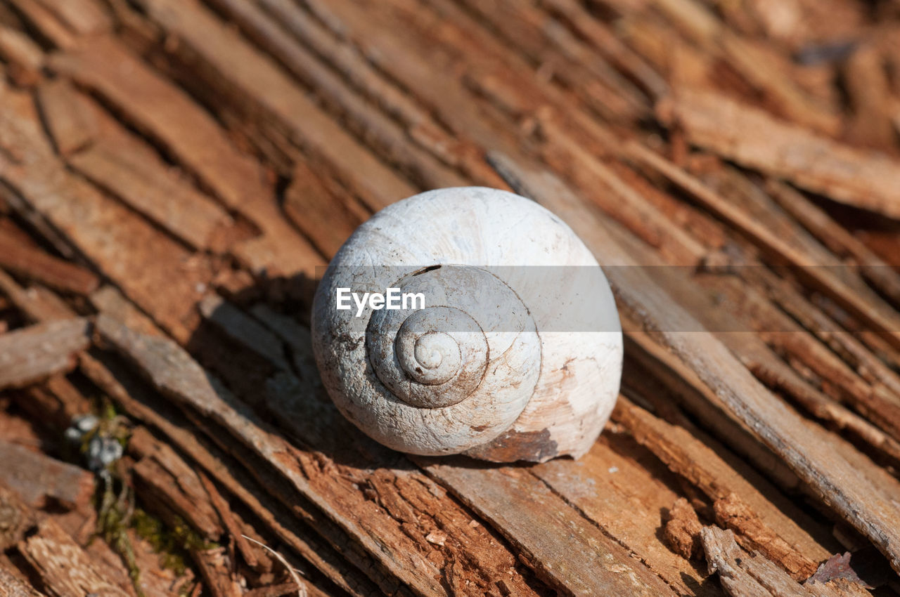 CLOSE-UP OF SNAIL
