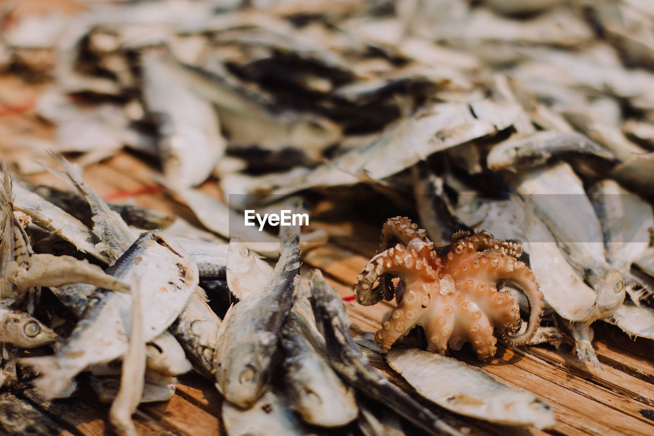 Close-up of seafood drying outdoors