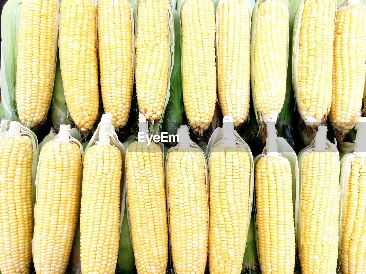 Directly above shot of sweet corns