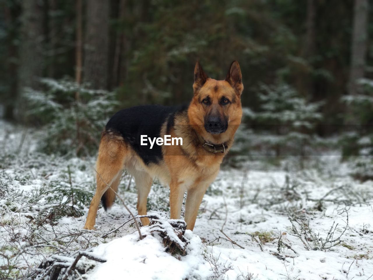 DOG SITTING ON SNOW COVERED LAND