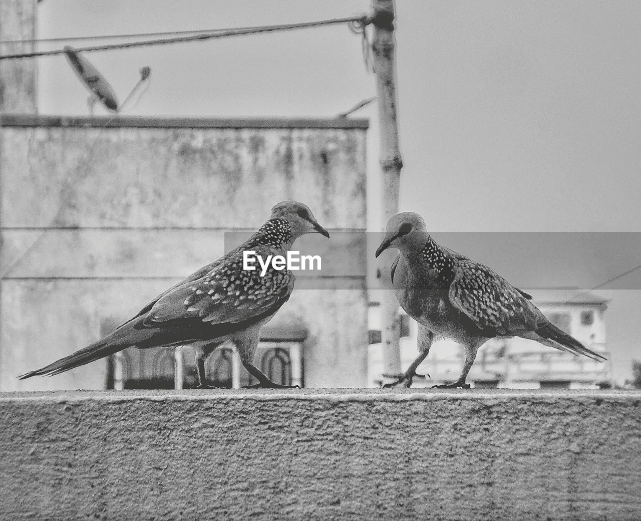 CLOSE-UP OF BIRDS PERCHING ON BUILDING