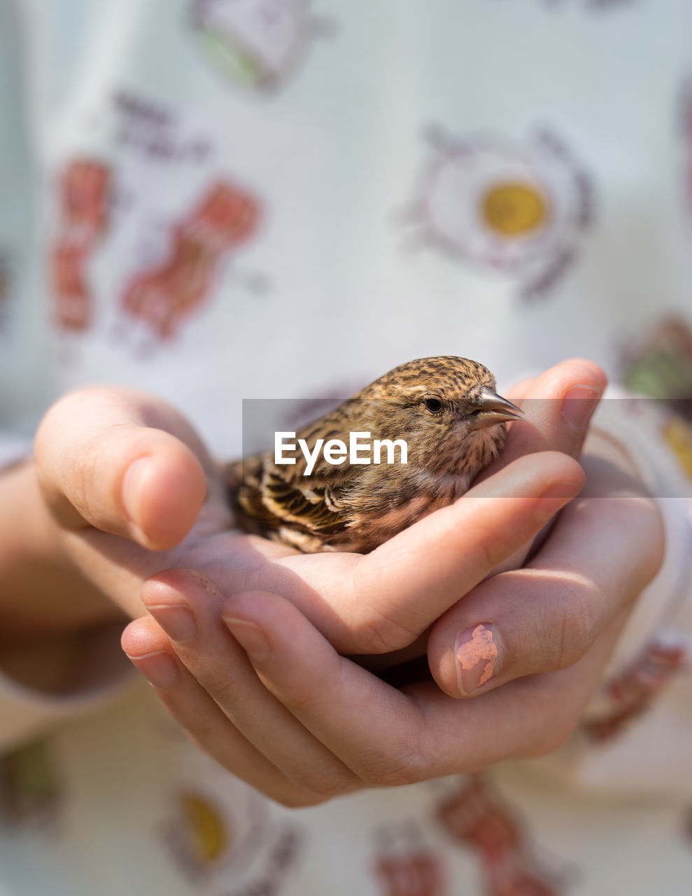 Childs hands holding a small brown bird. 