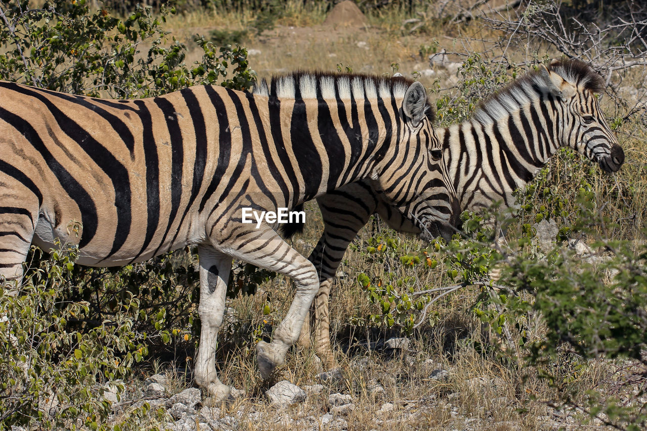 VIEW OF A ZEBRA