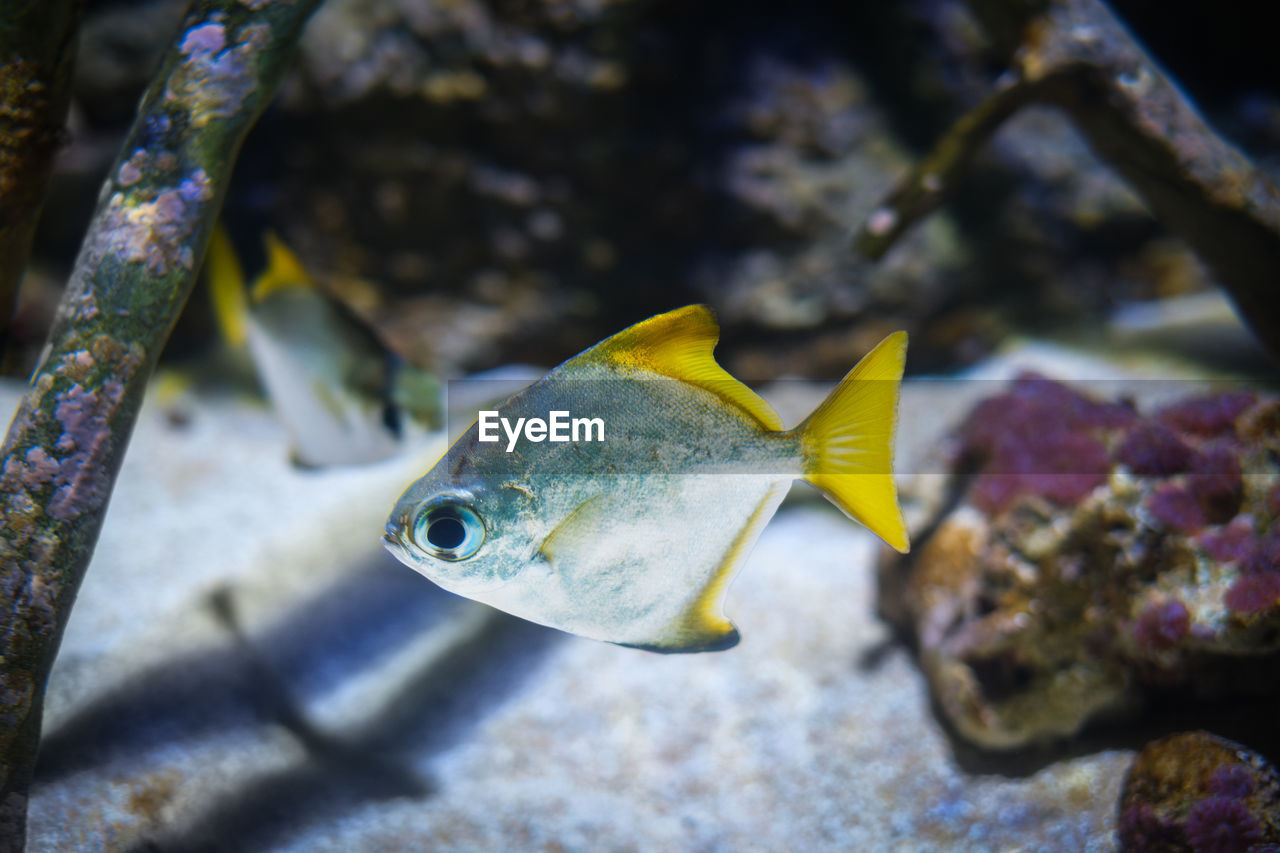 animal, animal themes, fish, sea, animal wildlife, water, wildlife, underwater, reef, sea life, marine biology, marine, undersea, one animal, nature, aquarium, swimming, macro photography, close-up, no people, tropical fish, outdoors, coral, yellow, animals in captivity, pomacentridae