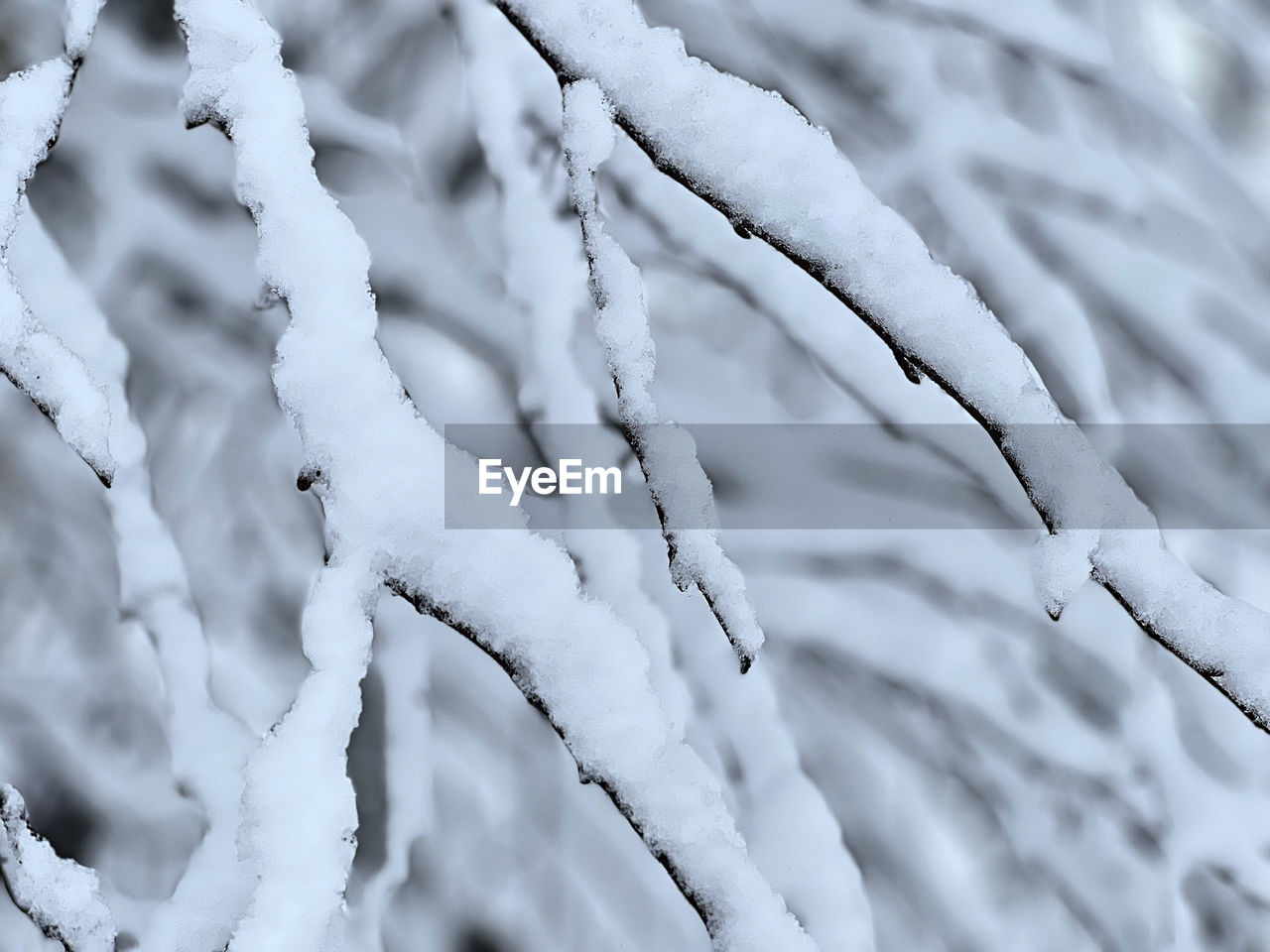 freezing, snow, winter, cold temperature, branch, black and white, frost, nature, monochrome, frozen, no people, ice, beauty in nature, plant, tree, close-up, environment, white, day, monochrome photography, twig, outdoors, backgrounds, focus on foreground, tranquility, full frame, land, selective focus, landscape, scenics - nature, leaf