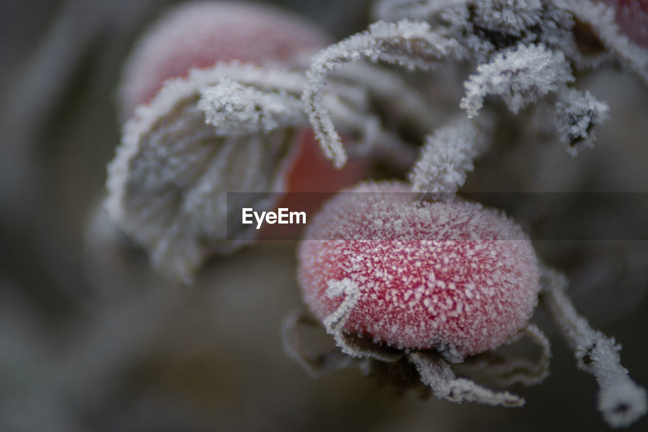 Close-up of frosted rose hips