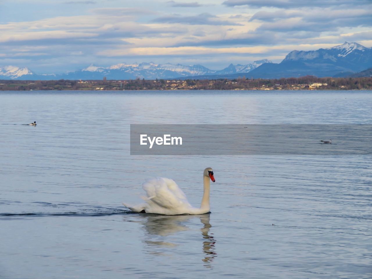 SWAN FLOATING ON LAKE