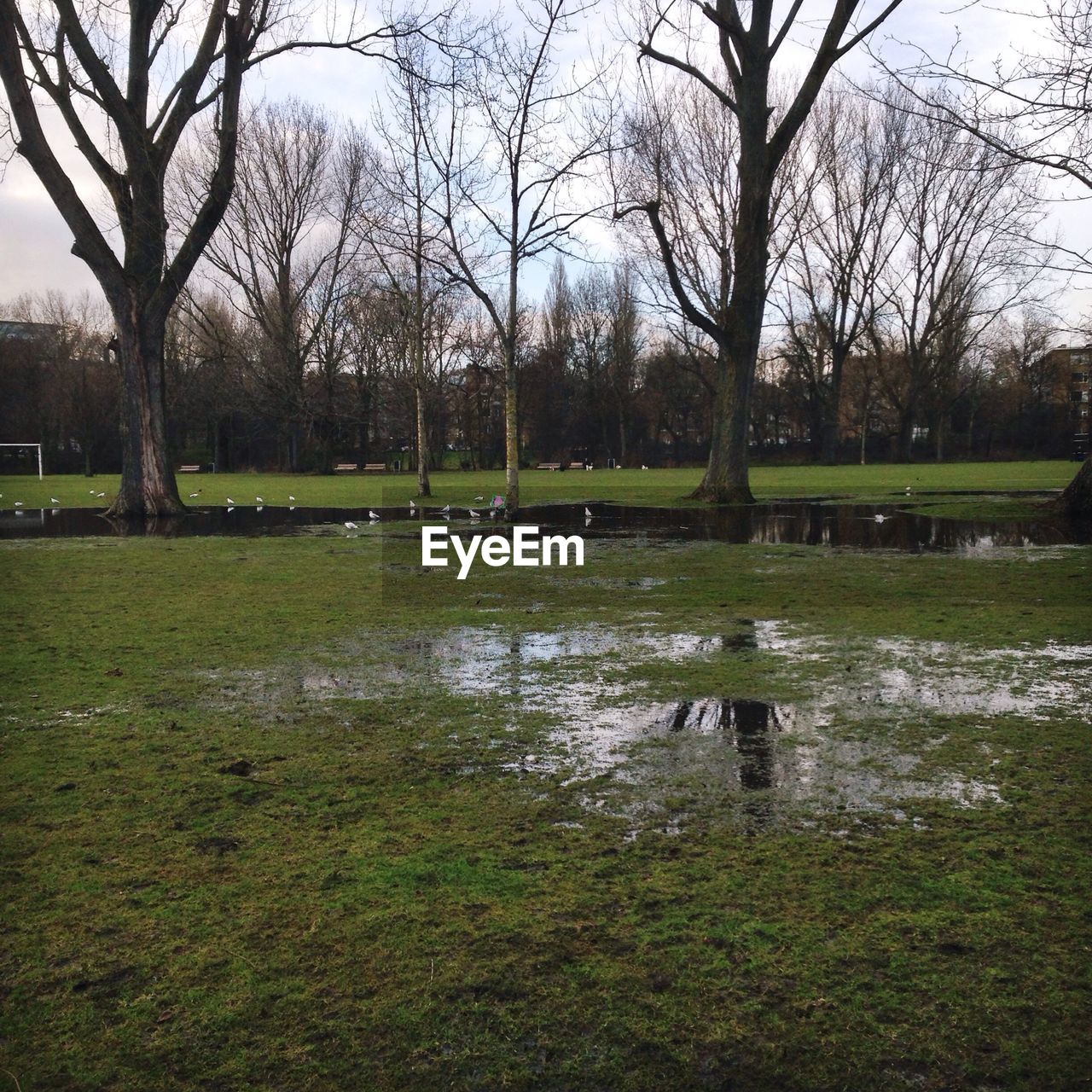 TREES ON GRASSY FIELD