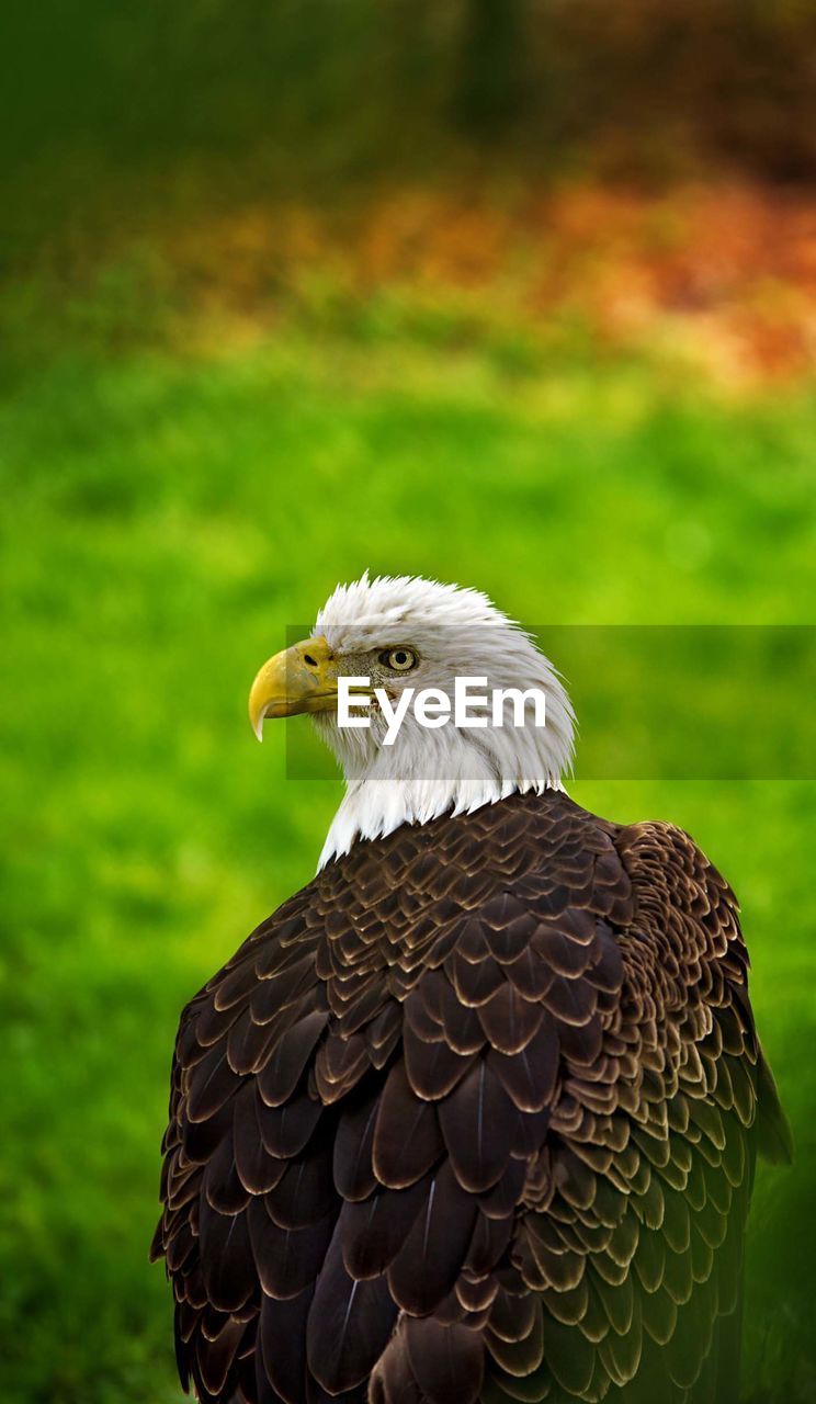 Close-up of an eagle looking away