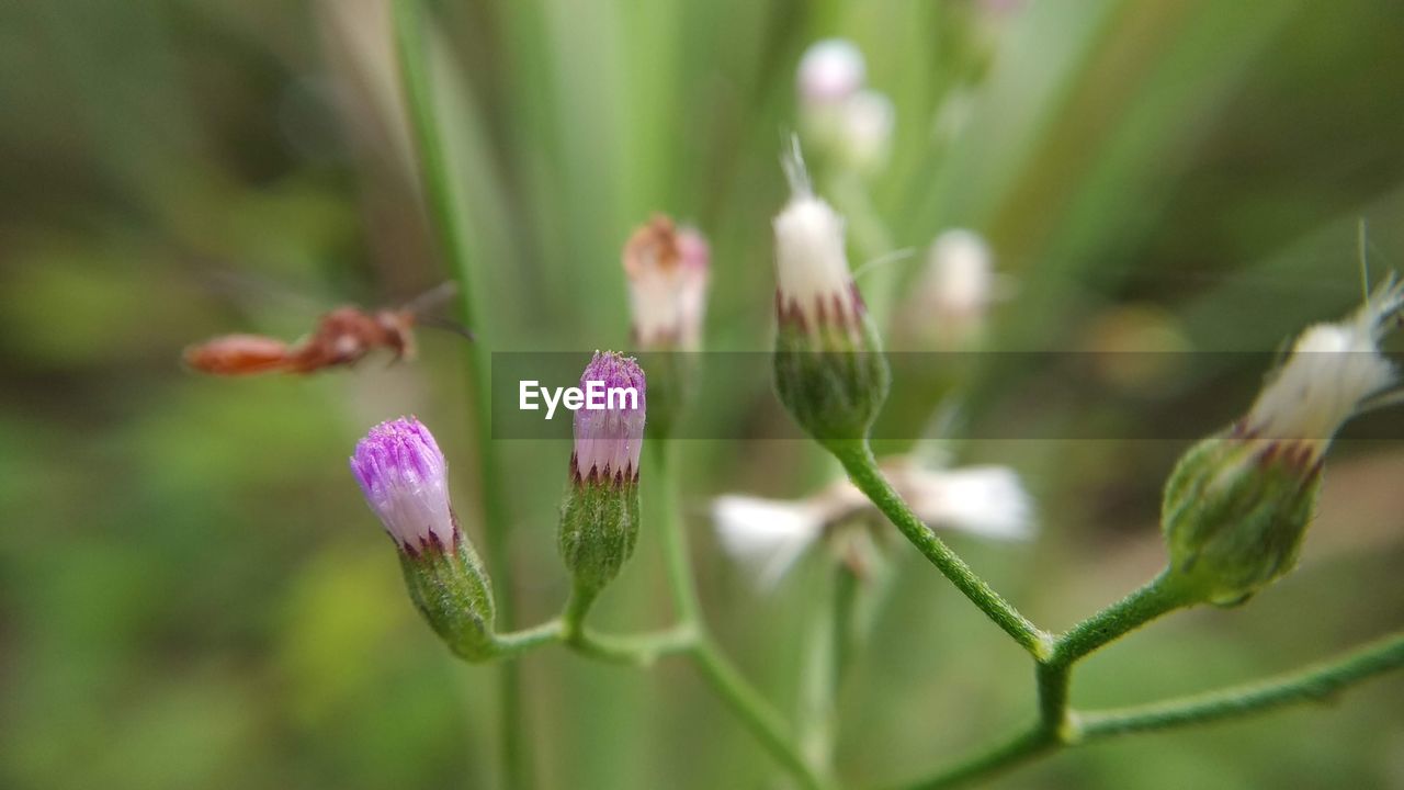 CLOSE-UP OF PURPLE FLOWER BUDS ON PLANT