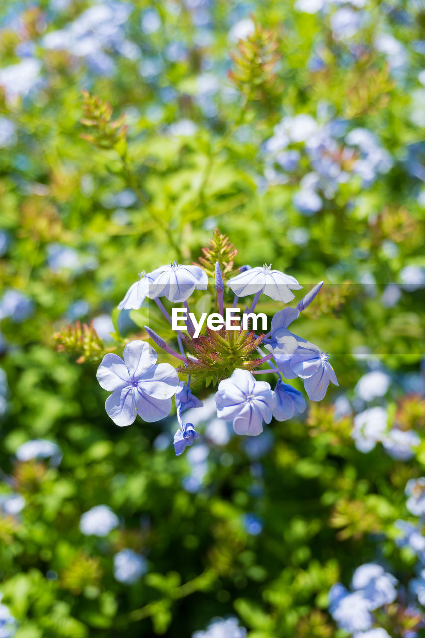 Close-up of flowers blooming on tree