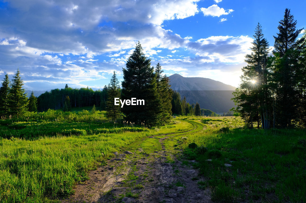 panoramic view of trees on field against sky