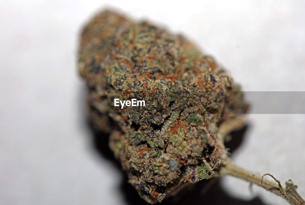 close-up, plant, healthcare and medicine, macro photography, soil, no people, nature, medicine, selective focus, leaf, medical cannabis, social issues, cannabis, cannabis plant, narcotic, alternative medicine, flower, herb, outdoors, cannabis - narcotic
