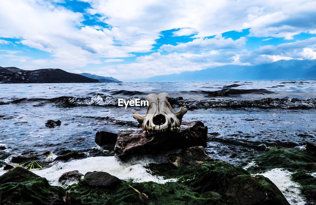 Animal skull on the shore against clouds