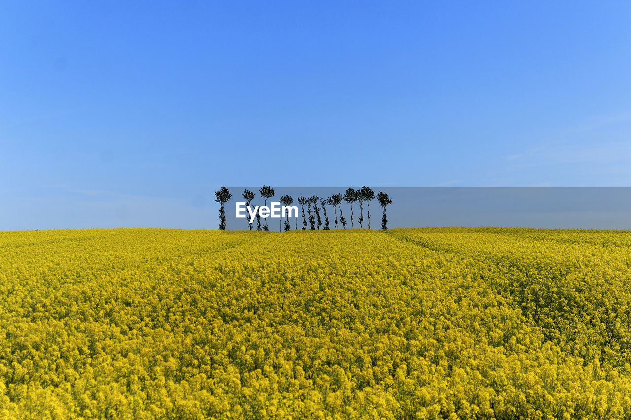 Scenic view of oilseed rape field against clear blue sky