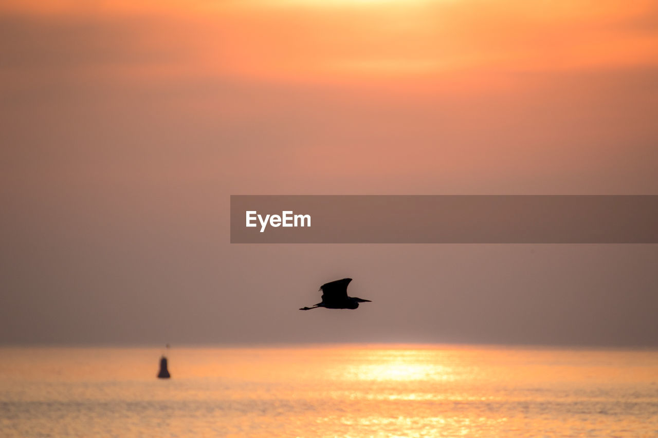 SILHOUETTE BIRD FLYING OVER SEA