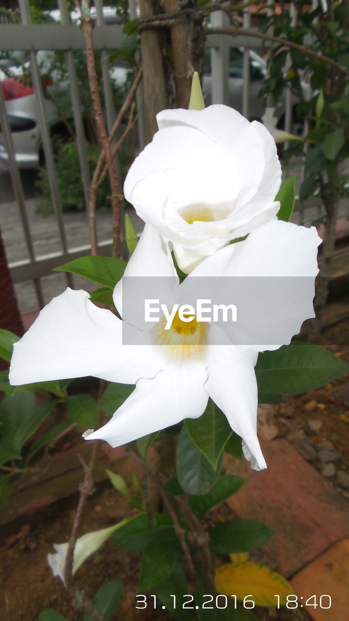 CLOSE-UP OF WHITE FLOWER