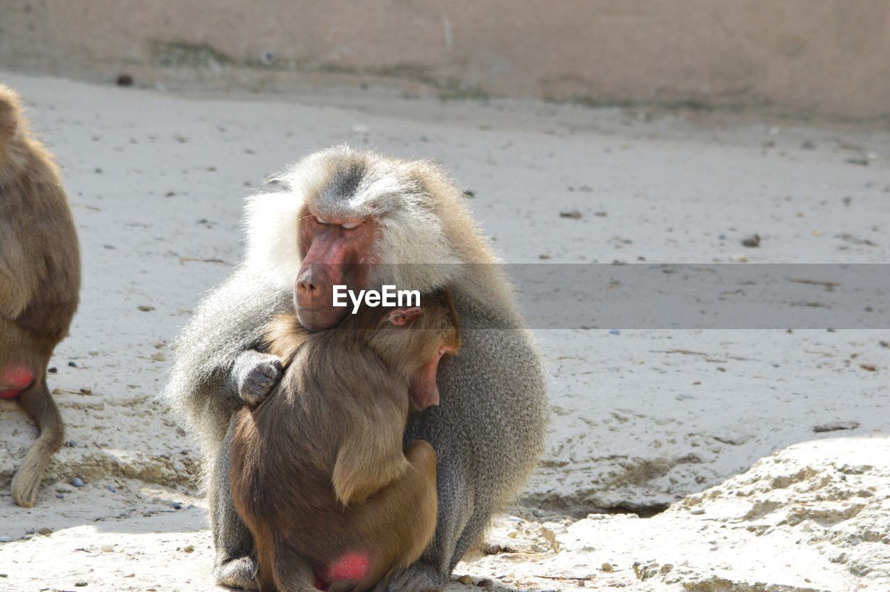 CLOSE-UP OF MONKEY WITH MOUTH ON SAND