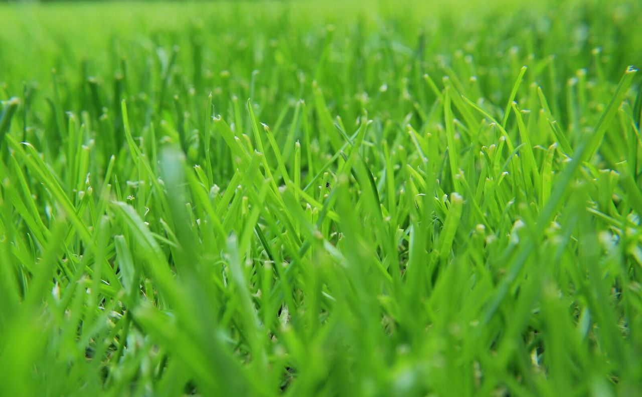 GRASS GROWING ON FIELD