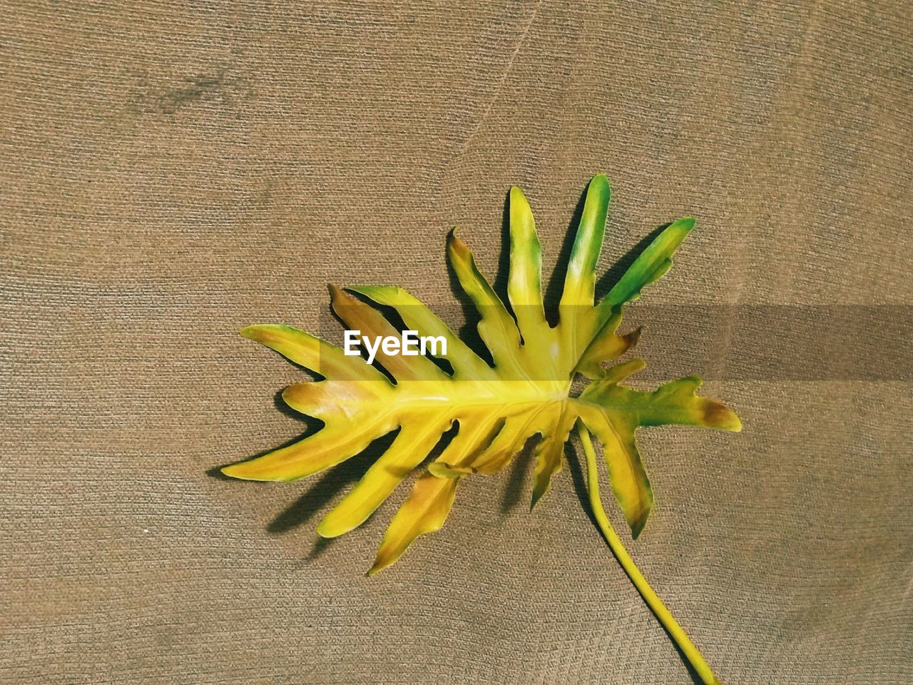 CLOSE-UP OF FRESH YELLOW LEAF ON THE GROUND