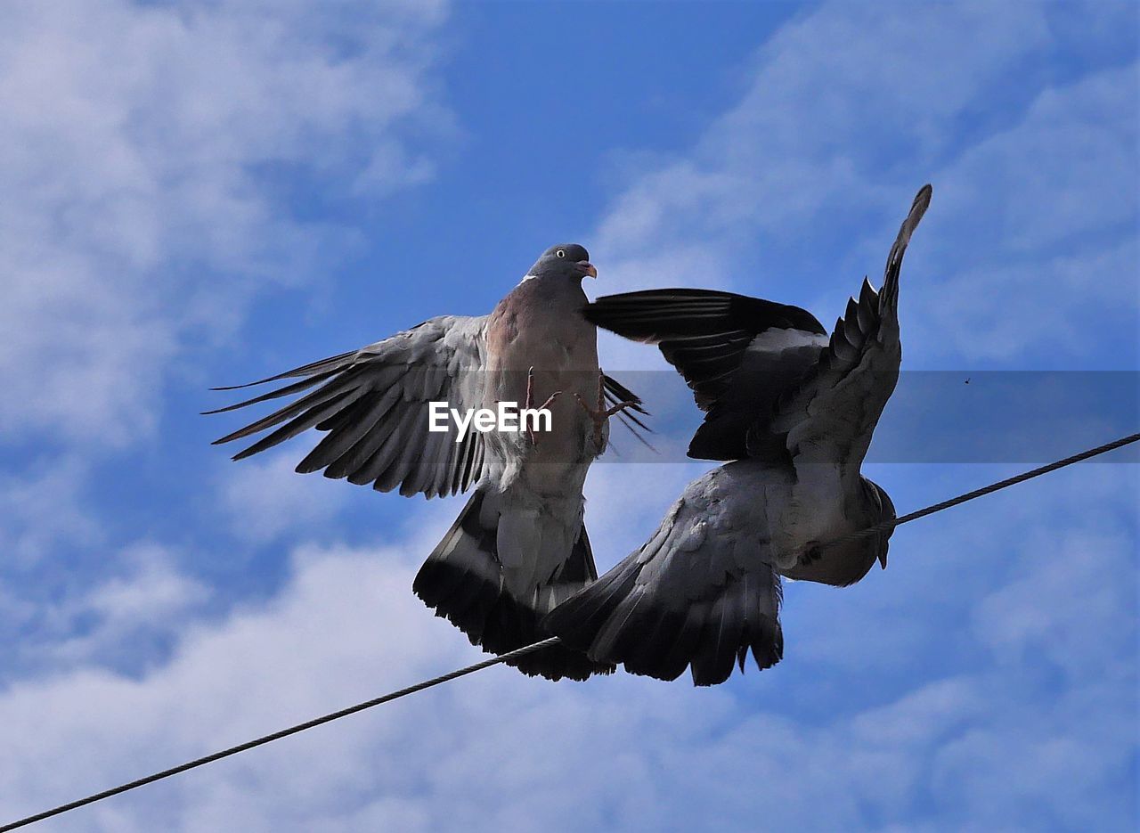 LOW ANGLE VIEW OF SEAGULL FLYING