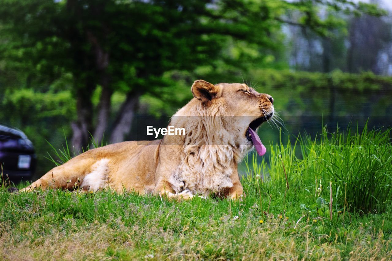 animal, animal themes, mammal, feline, lion - feline, cat, animal wildlife, plant, wildlife, grass, one animal, nature, lioness, big cat, carnivora, mouth open, felidae, no people, pet, domestic animals, relaxation, day, safari, tree, outdoors, mane, masai lion, resting, car, lying down, yawning