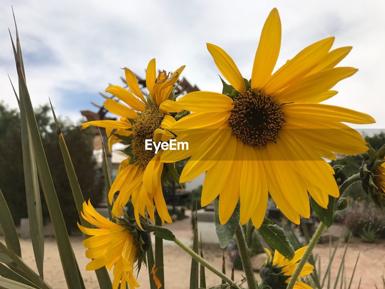 Close-up of sunflower blooming against sky