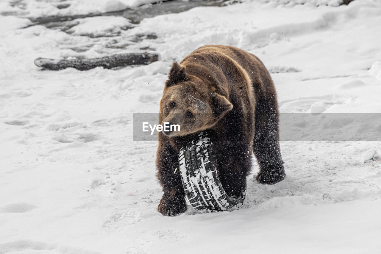 BLACK DOG STANDING ON SNOW COVERED FIELD