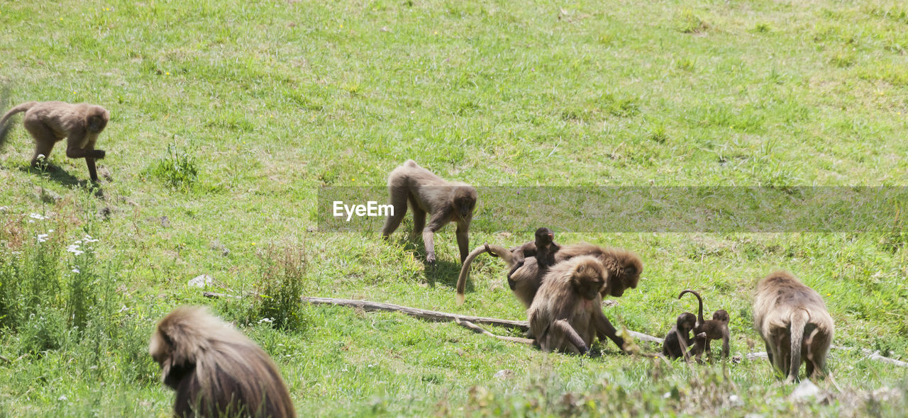 Monkeys on grassy field