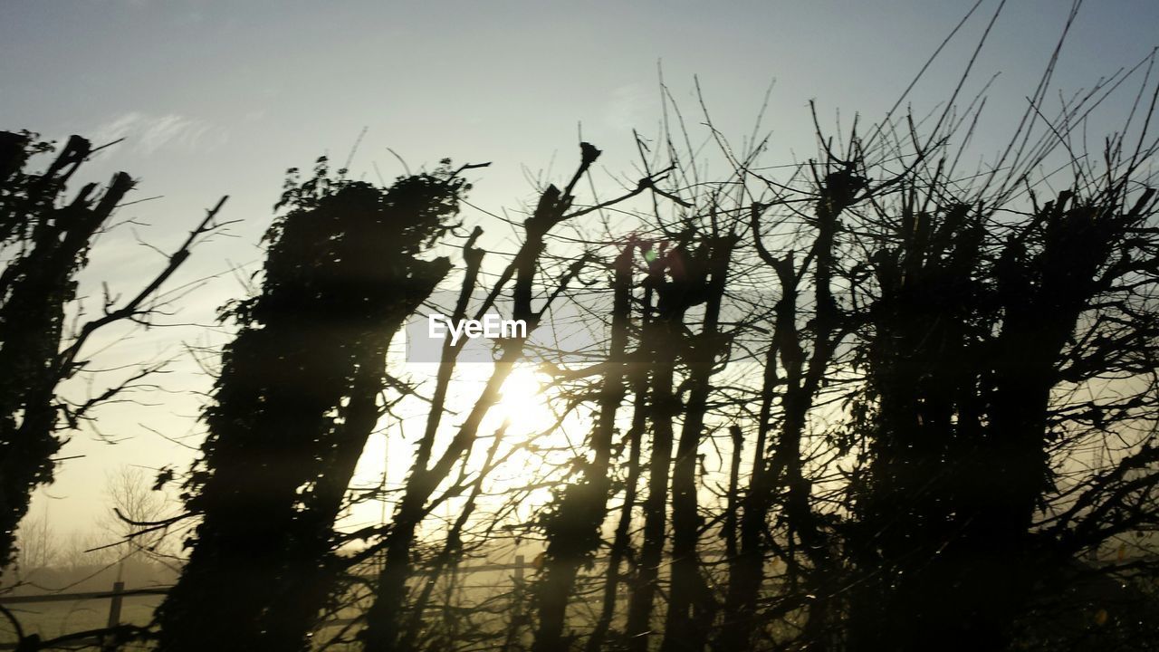 TREES AT SUNSET