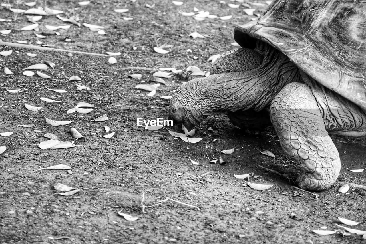 Close-up of tortoise on field