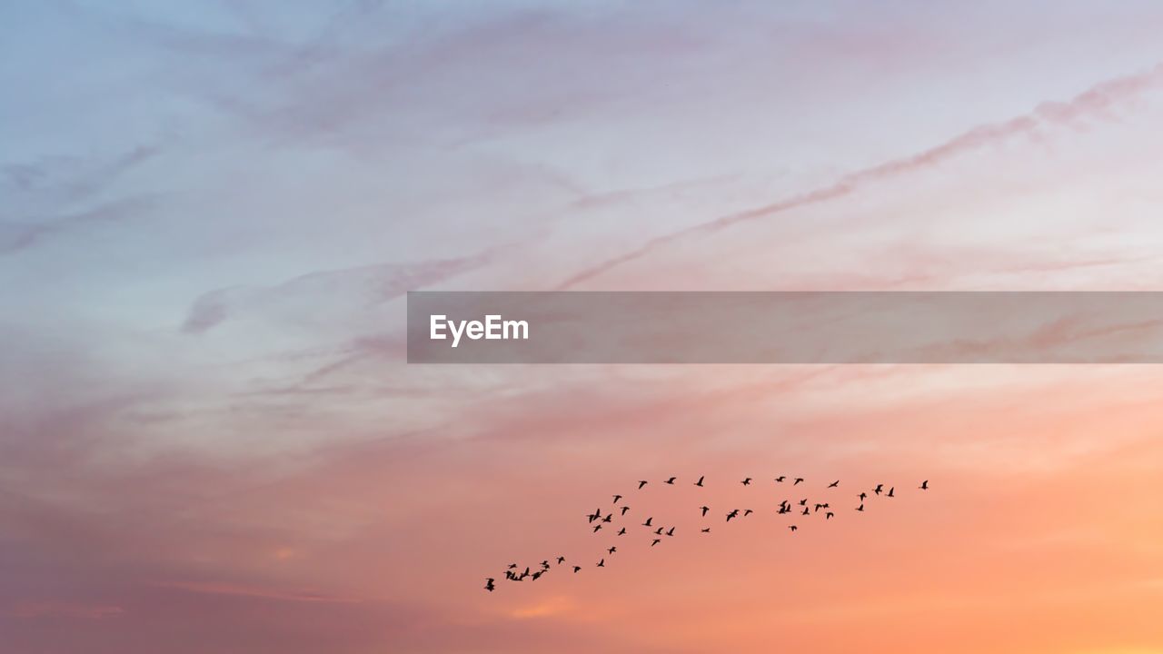 Silhouette of birds flying in sky during sunset