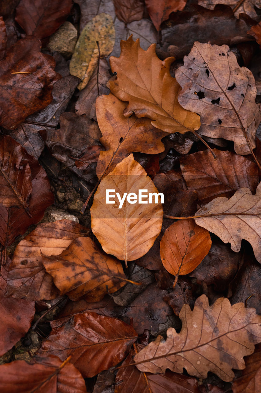 Dry leaves on field