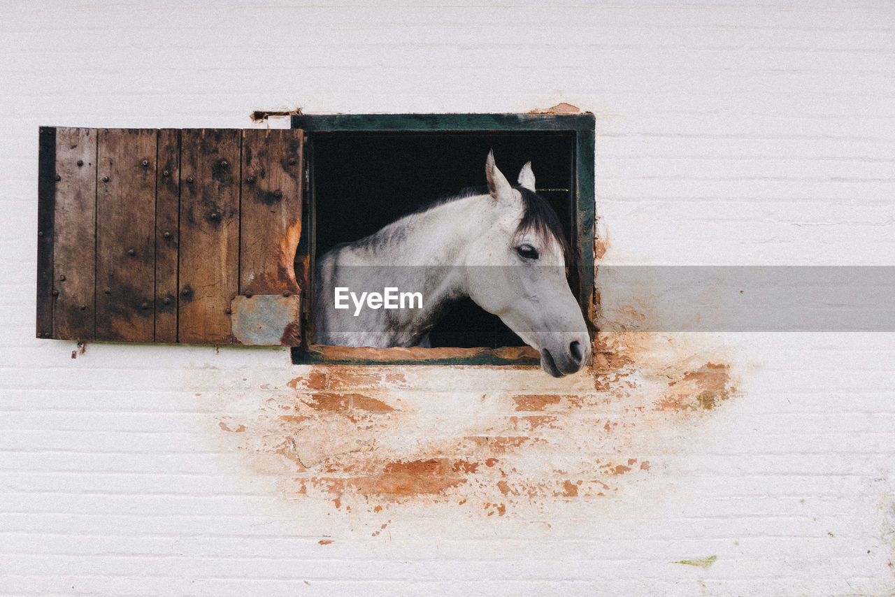 View of a horse in stable