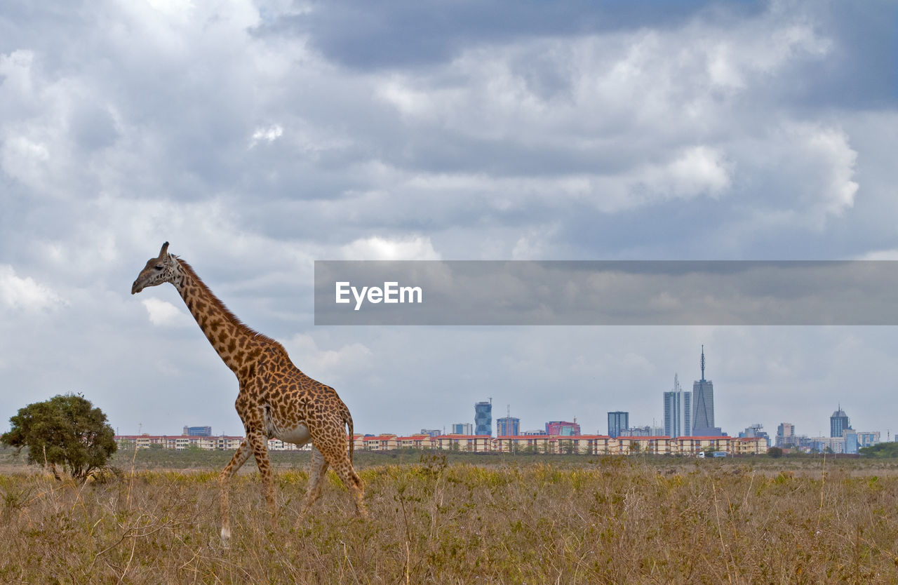 Giraffe on field against cloudy sky