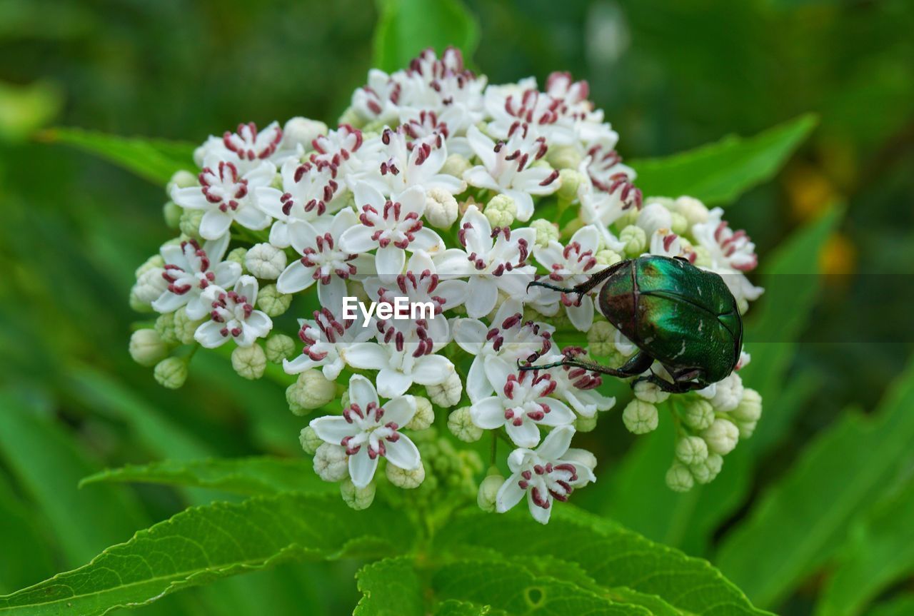 CLOSE-UP OF INSECT ON WHITE FLOWER