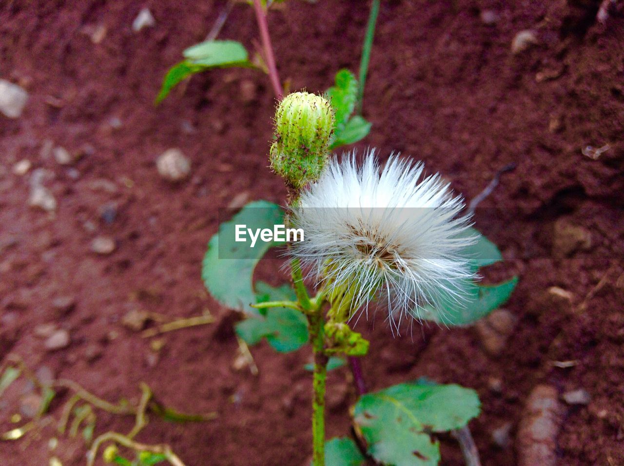 Close-up of flower plant